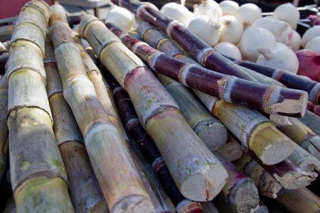 Barry Callebaut joins global sugarcane initiative