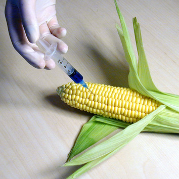 Scotland to ban GM crops