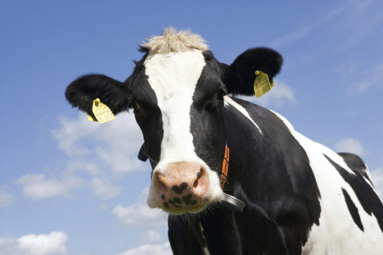 Bright future for UK dairy industry