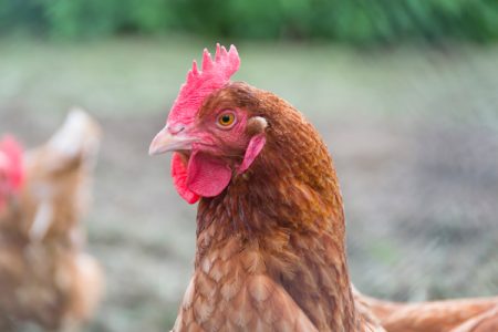 Nestlé makes ‘hugely beneficial’ chicken welfare pledge