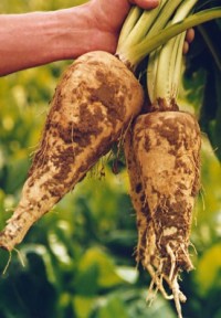 Chicory_Root