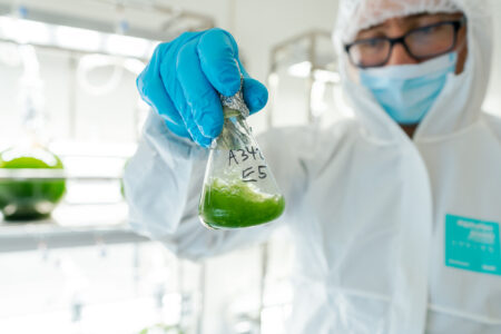 Antioxidant power of microalgae