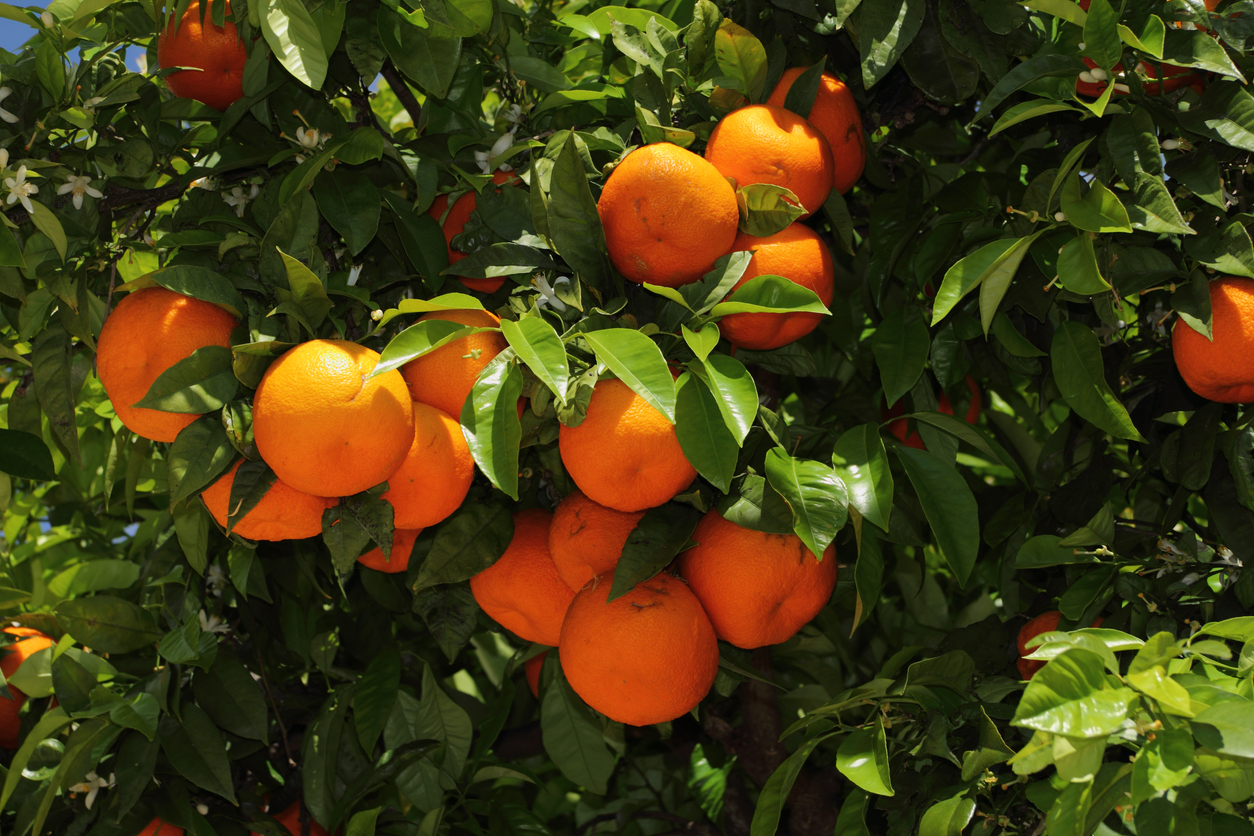 Orange Natural Ripe Process Are we seeing a structural shift in orange juice production? - Food and ...