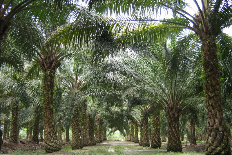 Sustainable palm oil guide