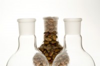 Phaseolus vulgaris_2