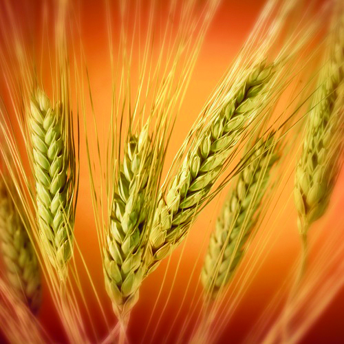 Using pseudocereals to replace wheat in bakery products