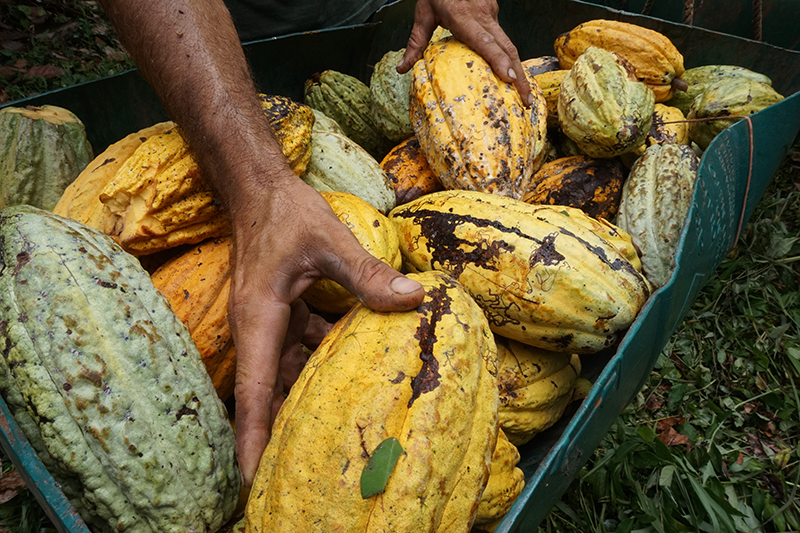 Rainforest Alliance enhances global Cocoa Certification Programme
