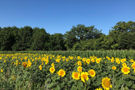 Sunflower campaign launches to help Ukrainian farmers