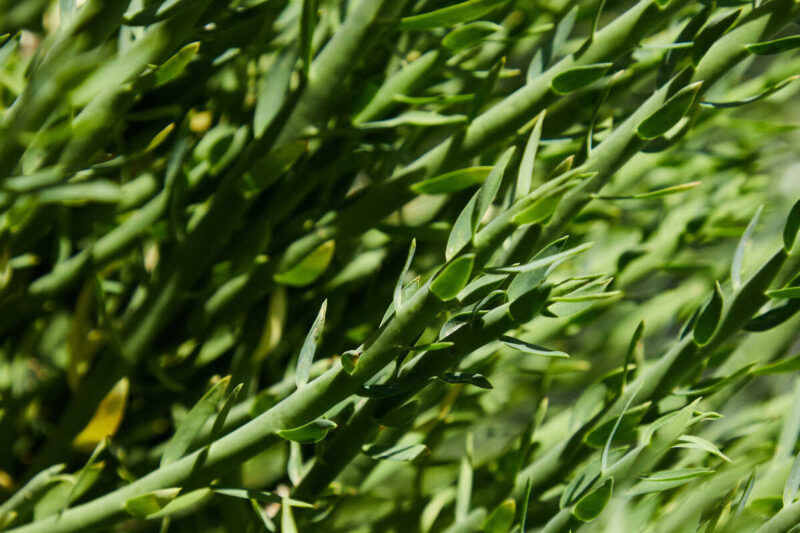 Bia Analytical adds Tarragon authenticity test Food and Drink Technology