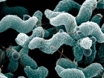 Campylobacter cases on the up, says EFSA report