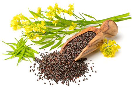 Canola protein will emerge as strong contender in plant-based protein market by 2025, says FutureBridge