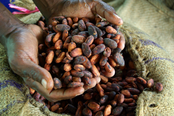 Cocoa sustainability fund study published