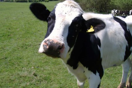 Flaxseed-fed cows produce more nutritious milk, says study