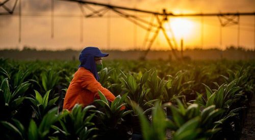 Daabon and Agropalma palm plantations and facilities representing the expanded sustainable, EUDR‑compliant supply chain