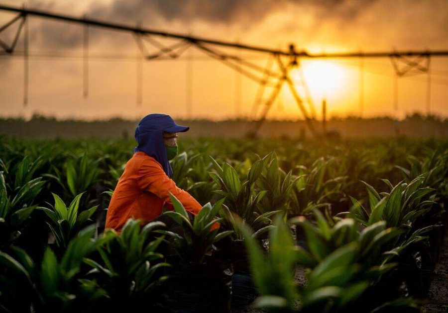 Daabon and Agropalma palm plantations and facilities representing the expanded sustainable, EUDR‑compliant supply chain