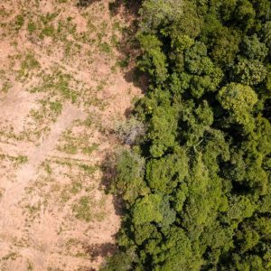 UK government policy on deforestation regulating forest‑risk commodities such as cattle, cocoa, coffee, palm oil and soy