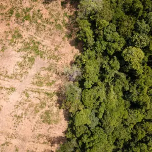 UK government policy on deforestation regulating forest‑risk commodities such as cattle, cocoa, coffee, palm oil and soy