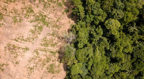 UK government policy on deforestation regulating forest‑risk commodities such as cattle, cocoa, coffee, palm oil and soy