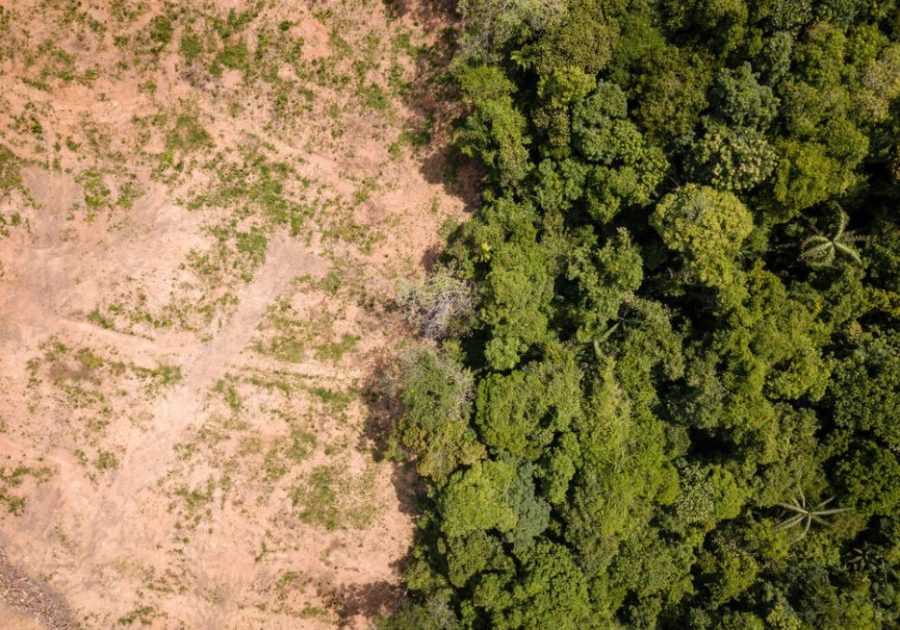 UK government policy on deforestation regulating forest‑risk commodities such as cattle, cocoa, coffee, palm oil and soy