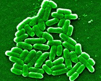ecoli