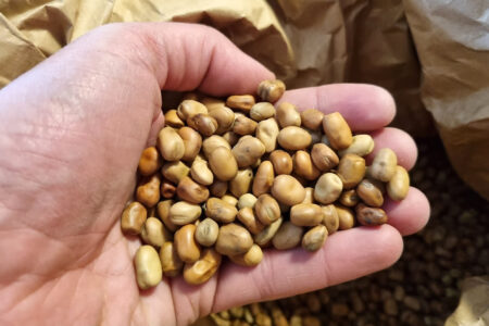 Südzucker plans production plant for protein concentrate from Faba beans