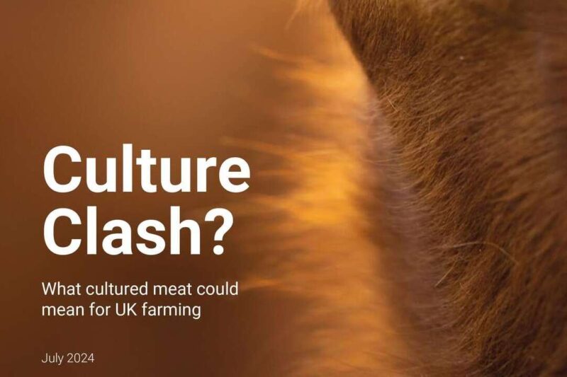Governmentfunded study urges collaboration between farmers and cultivated meat companies Food