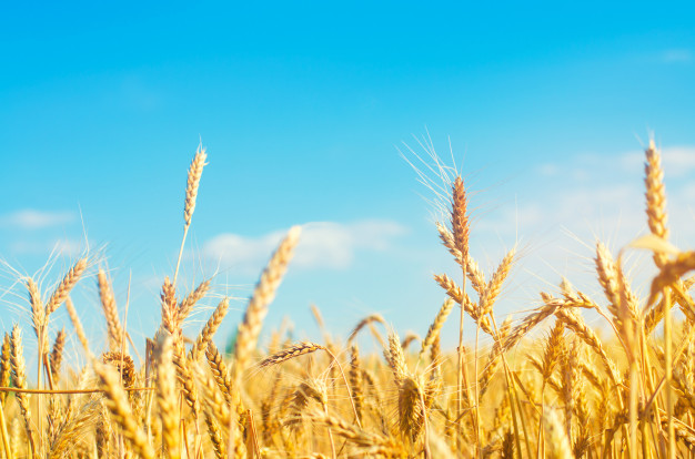 New name for Limagrain's ingredients sector