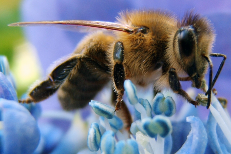 EC to restrict ‘bee death’ pesticides