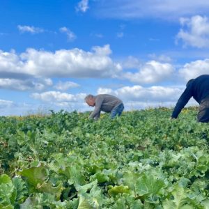 Volunteers preparing surplus organic vegetables at a community food processing facility.