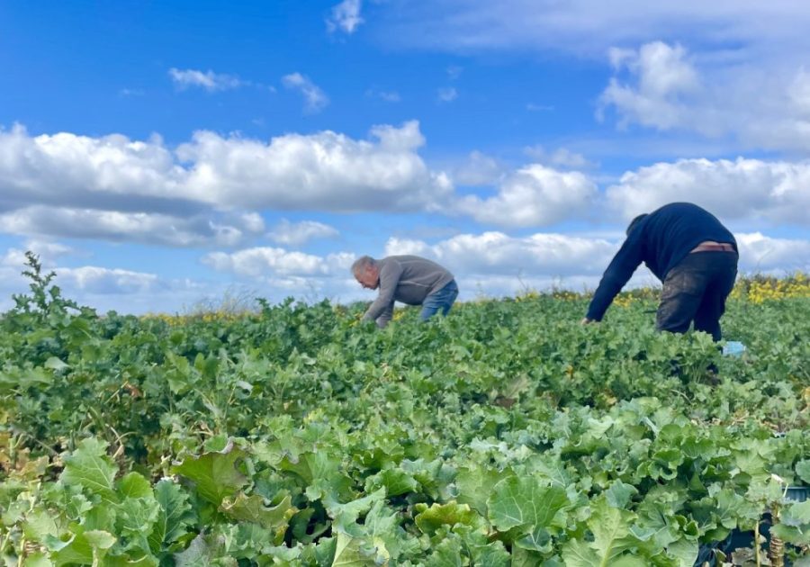 Volunteers preparing surplus organic vegetables at a community food processing facility.