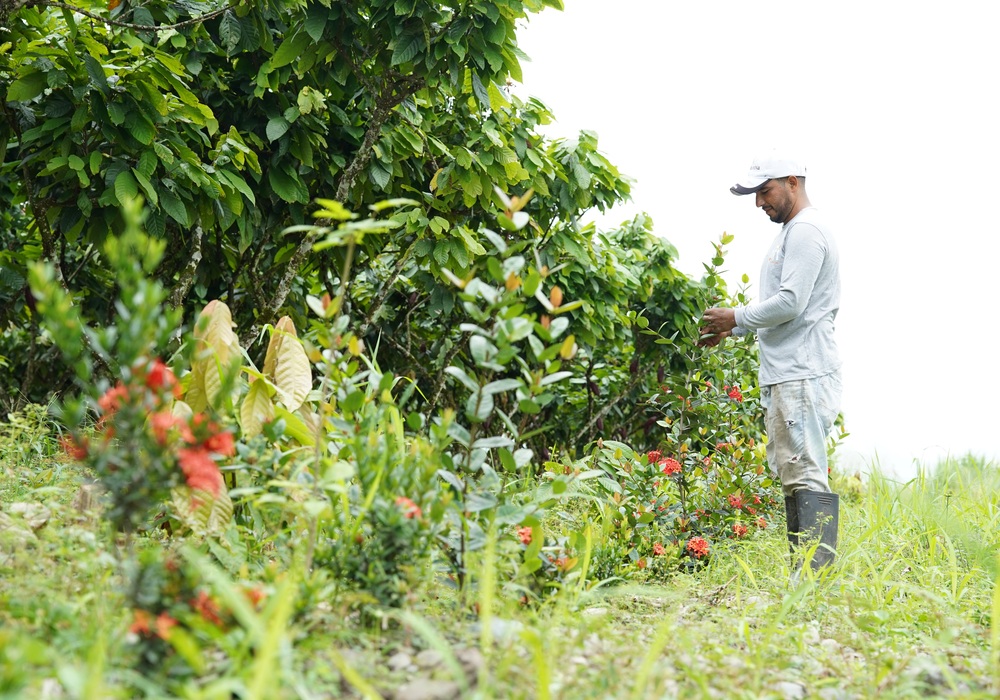 Mars and ofi partnership to drive gains in net zero cocoa production