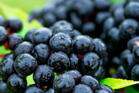 Nektium launches organic elderberry extract to meet demand for natural immune health