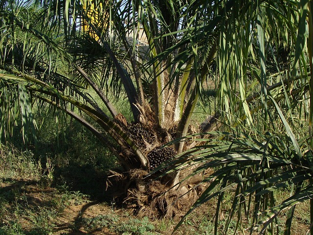 Additional addendum for sustainable palm oil