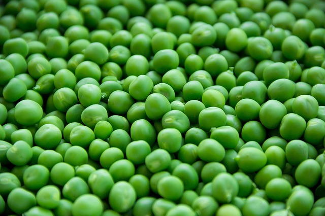 Pea protein market predicted to thrive