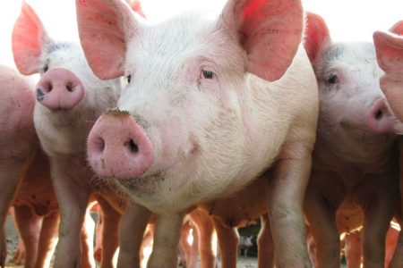 British pig industry reveals illegal EU pork checks