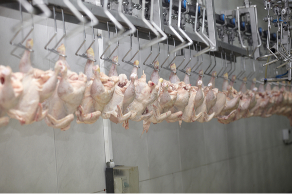 Poultry company fined after worker loses thumb