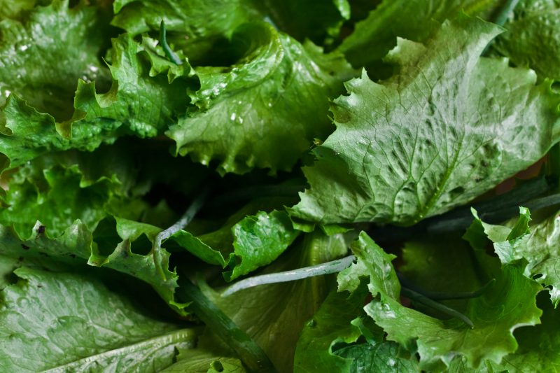 Salmonella warning over damaged salad leaves