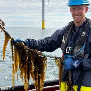 Seaweed lines growing between offshore wind turbines in the North Sea, illustrating Denmark’s emerging multi‑use marine food industry.