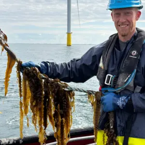 Seaweed lines growing between offshore wind turbines in the North Sea, illustrating Denmark’s emerging multi‑use marine food industry.