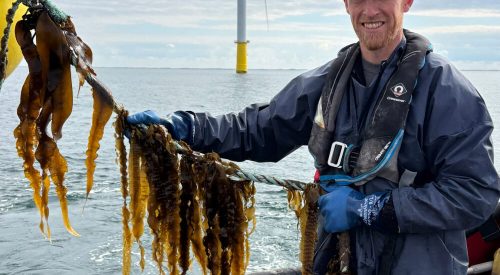 Seaweed lines growing between offshore wind turbines in the North Sea, illustrating Denmark’s emerging multi‑use marine food industry.
