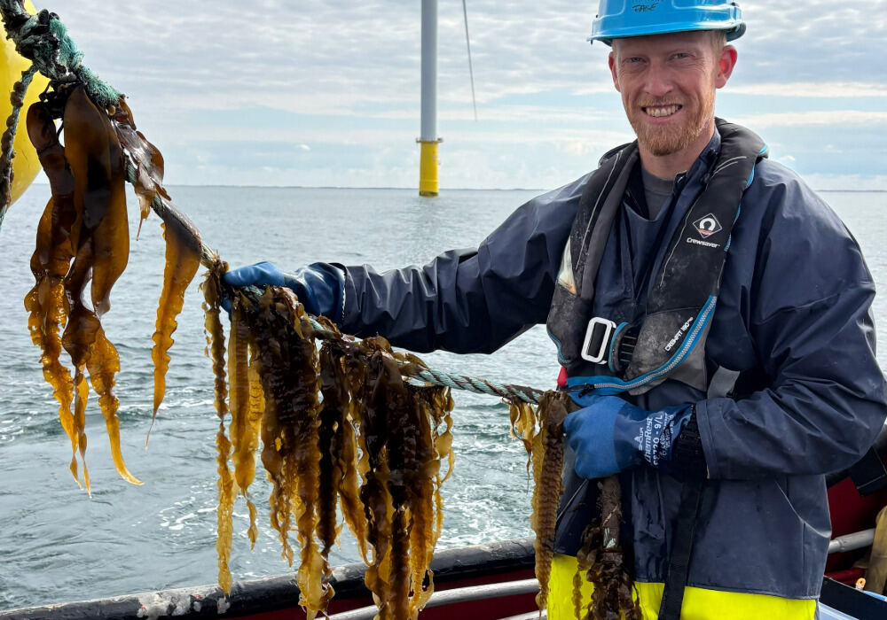 Denmark cultivates a new seaweed-powered food industry