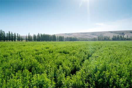 Tate & Lyle launches stevia sustainability project with Earthwatch