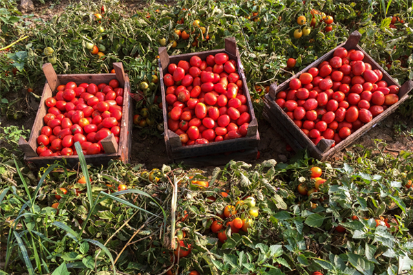 Lycored’s tomato extract is first to achieve non-GMO project verification