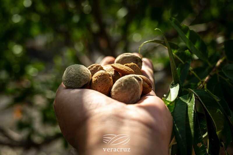 Veracruz Almonds expands into plant-based supply
