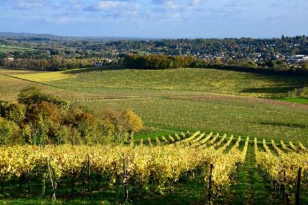 English vineyards have reason to celebrate this holiday season and in the years ahead